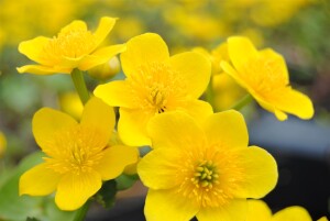 Caltha palustris 9 cm Topf - Größe nach Saison