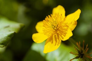 Caltha palustris 9 cm Topf - Größe nach Saison