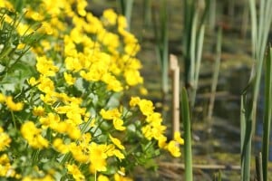 Caltha palustris 9 cm Topf - Größe nach Saison