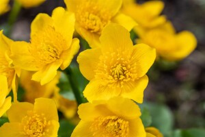 Caltha palustris 9 cm Topf - Größe nach Saison