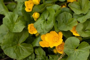 Caltha palustris 9 cm Topf - Größe nach Saison