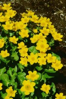 Caltha palustris 9 cm Topf - Größe nach Saison