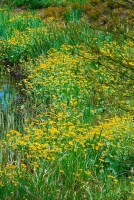 Caltha palustris 9 cm Topf - Größe nach Saison