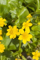 Caltha palustris 9 cm Topf - Größe nach Saison