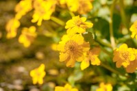 Caltha palustris 9 cm Topf - Größe nach Saison