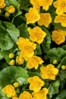 Caltha palustris 9 cm Topf - Größe nach Saison