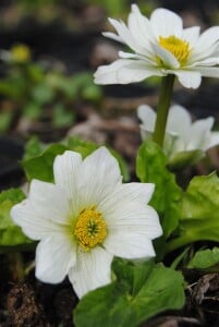 Caltha palustris var.alba 9 cm Topf - Größe nach Saison