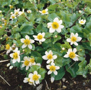 Caltha palustris var.alba 9 cm Topf - Größe nach Saison