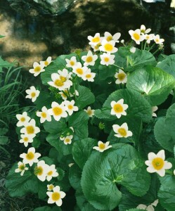 Caltha palustris var.alba 9 cm Topf - Größe nach Saison