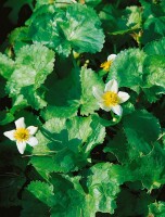 Caltha palustris var.alba 9 cm Topf - Größe nach Saison