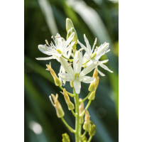 Camassia leichtlinii Alba 11 cm Topf - Größe...