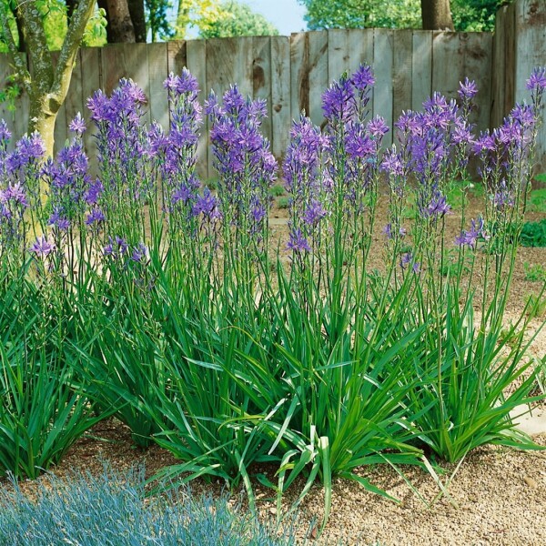 Camassia quamash 11 cm Topf - Größe nach Saison