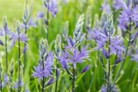 Camassia quamash 11 cm Topf - Größe nach Saison