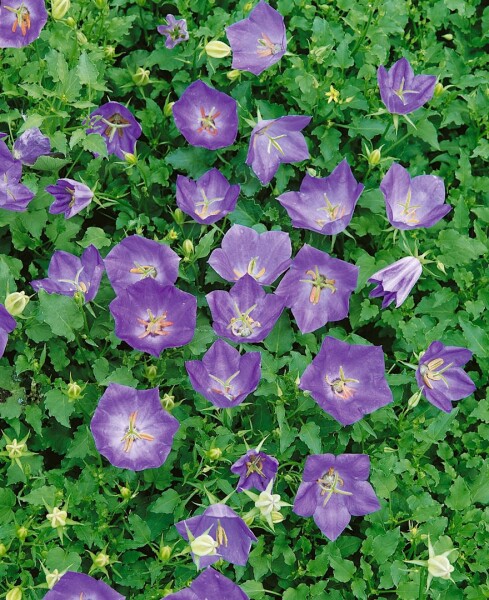 Campanula carp.Blaue Clips 9 cm Topf - Größe nach Saison