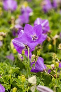 Campanula carp.Blaue Clips 9 cm Topf - Größe nach Saison