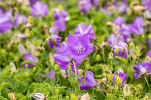 Campanula carp.Blaue Clips 9 cm Topf - Größe nach Saison