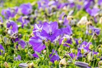 Campanula carp.Blaue Clips 9 cm Topf - Größe nach Saison