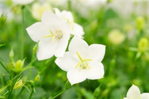 Campanula carp.Weiße Clips 9 cm Topf - Größe nach Saison