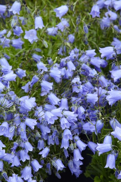 Campanula cochleariif.Bavaria Blue, gen. 9 cm Topf - Größe nach Saison