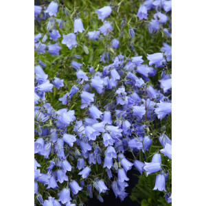 Campanula cochleariif.Bavaria Blue, gen. 9 cm Topf -...