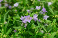 Campanula cochleariif.Bavaria Blue, gen. 9 cm Topf - Größe nach Saison