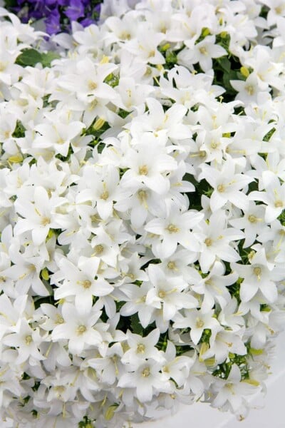 Campanula cochleariifolia White Baby 9 cm Topf - Größe nach Saison