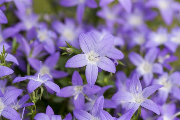 Campanula garganica 9 cm Topf - Größe nach Saison