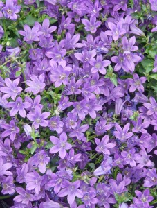 Campanula garganica 9 cm Topf - Größe nach Saison