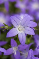 Campanula garganica 9 cm Topf - Größe nach Saison