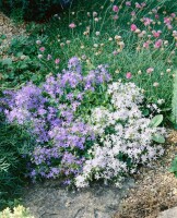 Campanula garganica 9 cm Topf - Größe nach Saison