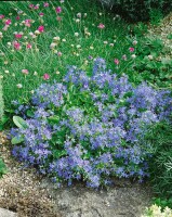 Campanula garganica 9 cm Topf - Größe nach Saison