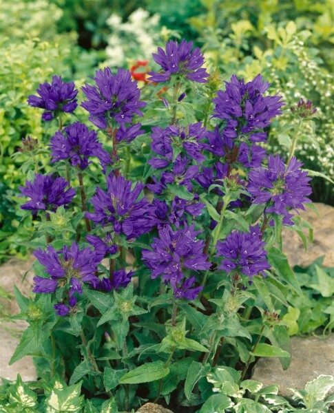 Campanula glomerata Superba 9 cm Topf - Größe nach Saison