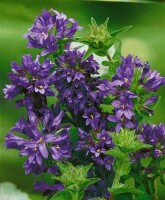 Campanula glomerata Superba 9 cm Topf - Größe nach Saison