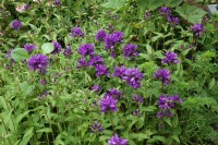 Campanula glomerata Superba 9 cm Topf - Größe nach Saison