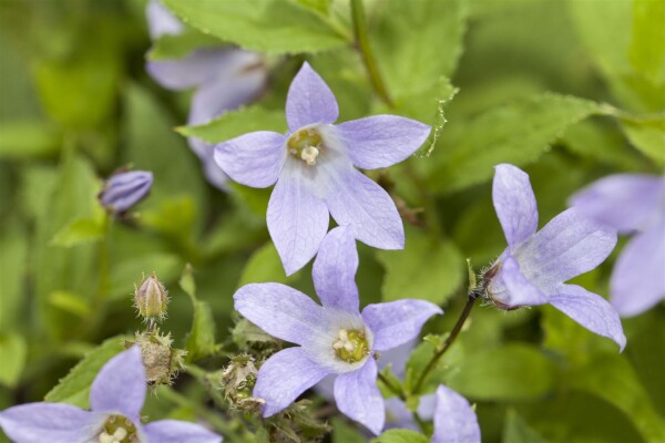 Campanula lactiflora 9 cm Topf - Größe nach Saison