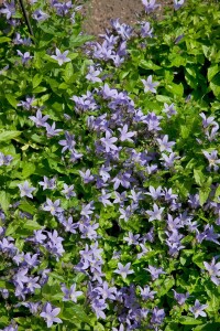 Campanula lactiflora 9 cm Topf - Größe nach Saison