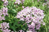 Campanula lactiflora 9 cm Topf - Größe nach Saison