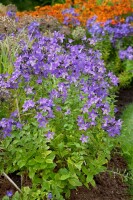 Campanula lactiflora 9 cm Topf - Größe nach Saison