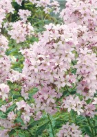 Campanula lactiflora Loddon Anne 9 cm Topf - Größe nach Saison