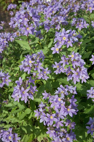 Campanula lactiflora Prichard 9 cm Topf - Größe nach Saison