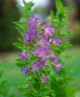 Campanula lactiflora Prichard 9 cm Topf - Größe nach Saison