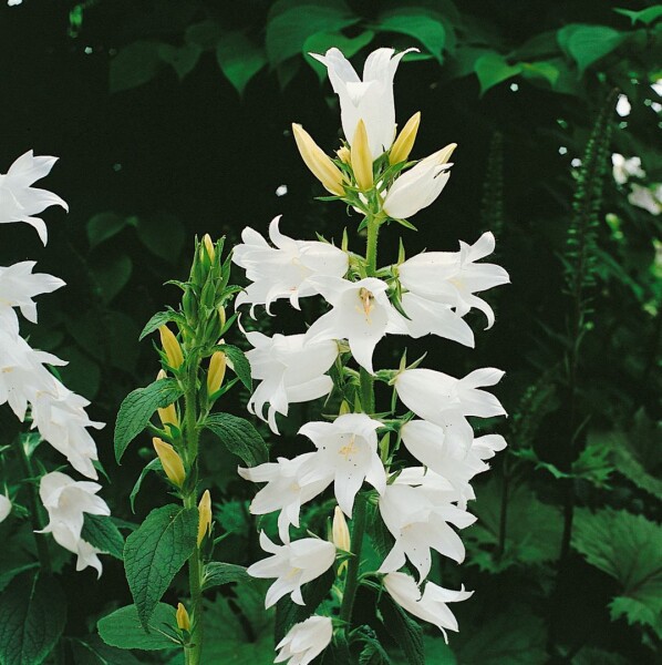 Campanula latifolia var.macrantha Alba 9 cm Topf - Größe nach Saison