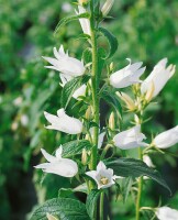 Campanula latifolia var.macrantha Alba 9 cm Topf - Größe nach Saison