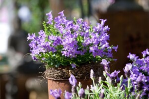 Campanula portenschlagiana 9 cm Topf - Größe nach Saison