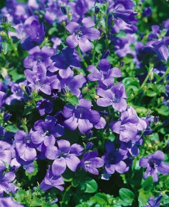 Campanula portenschlagiana 9 cm Topf - Größe nach Saison