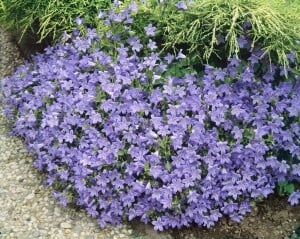 Campanula portenschlagiana 9 cm Topf - Größe nach Saison