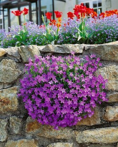 Campanula portenschlagiana 9 cm Topf - Größe nach Saison