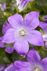 Campanula portenschlagiana 9 cm Topf - Größe nach Saison