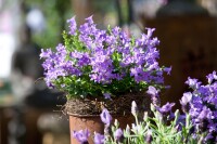 Campanula portenschlagiana 9 cm Topf - Größe nach Saison