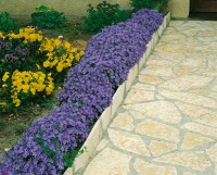 Campanula portenschlagiana 9 cm Topf - Größe nach Saison